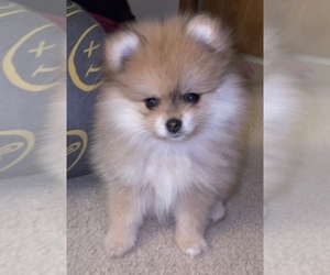 Pomeranian Litter for sale in ATWATER, CA, USA