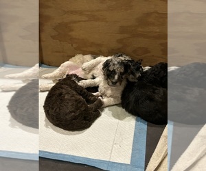 Aussiedoodle Litter for sale in LAKE VILLAGE, IN, USA