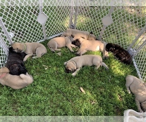 Mastiff Litter for sale in WATERVILLE, MN, USA