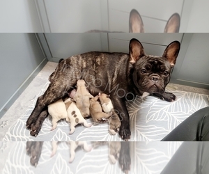 French Bulldog Litter for sale in COFFEE CITY, TX, USA