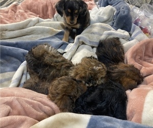 Dachshund-Poodle (Toy) Mix Litter for sale in GLEN ROCK, PA, USA