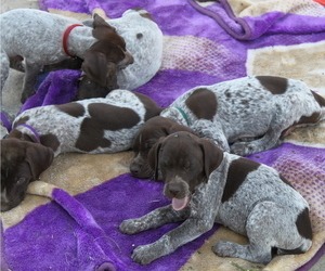 German Shorthaired Pointer Litter for sale in TOPPENISH, WA, USA