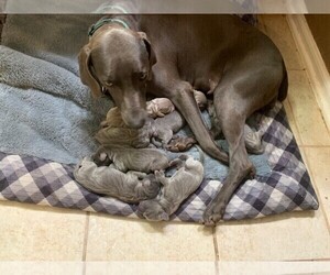 Medium Weimaraner