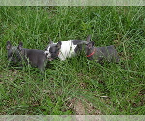 French Bulldog Litter for sale in BONE CAVE, TN, USA