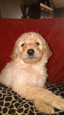 Goldendoodle Litter for sale in BERRYVILLE, AR, USA
