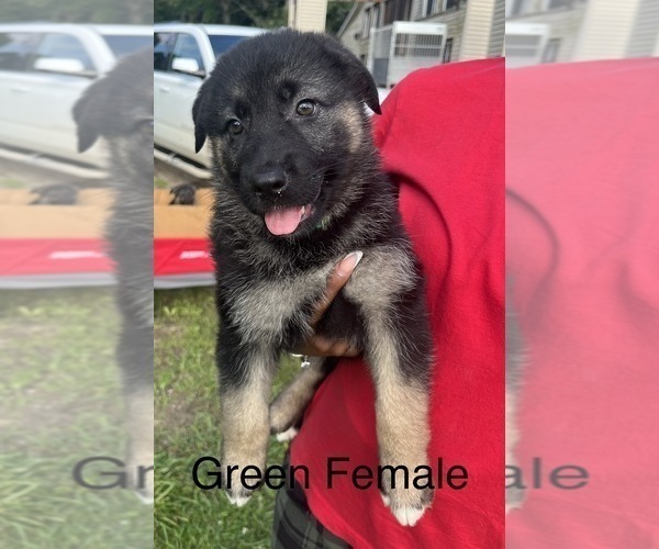 Medium Photo #1 German Shepherd Dog Puppy For Sale in SUMPTER TWP, MI, USA