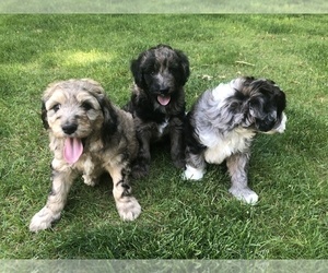 Aussiedoodle Litter for sale in COMMERCE, MI, USA