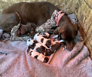 Brittany-German Shorthaired Pointer Mix Litter for sale in MILLVILLE, NJ, USA