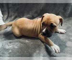 American Pit Bull Terrier Litter for sale in FRIDLEY, MN, USA