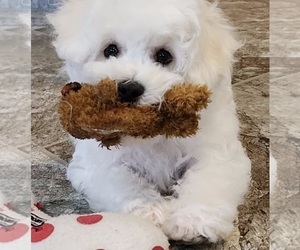 Bichon Frise Litter for sale in DOON, IA, USA