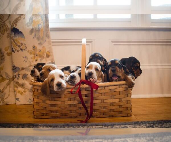 Medium Photo #1 Basset Hound Puppy For Sale in CUMMING, GA, USA