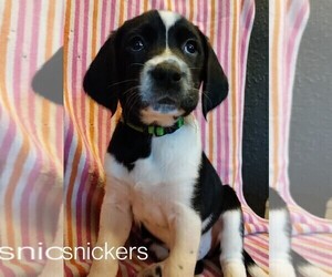 German Shorthaired Lab Litter for sale in SAINT CLOUD, MN, USA