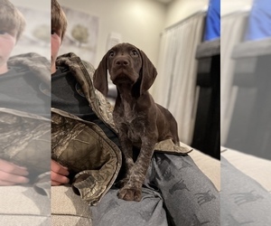 German Shorthaired Pointer Litter for sale in KANSAS CITY, MO, USA