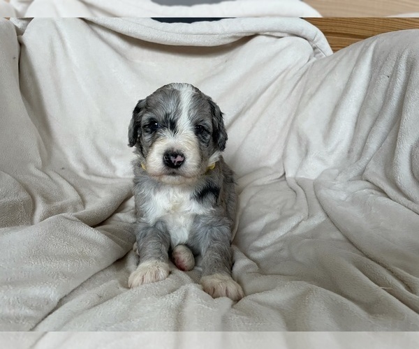 Medium Photo #1 F2 Aussiedoodle Puppy For Sale in BERLIN, NJ, USA