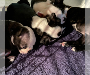 Boston Terrier Litter for sale in FRANKLIN, NC, USA