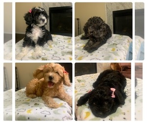 Beaglier-Poodle (Miniature) Mix Litter for sale in HAMPTON, VA, USA