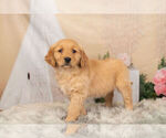 Small Photo #1 Golden Retriever Puppy For Sale in WARSAW, IN, USA