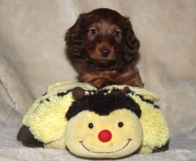Dachshund Litter for sale in SHINGLE SPRINGS, CA, USA