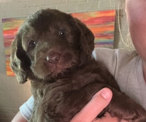 Labradoodle Litter for sale in SUMTER, SC, USA