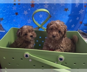 Shih-Poo Litter for sale in COUNCIL HILL, OK, USA