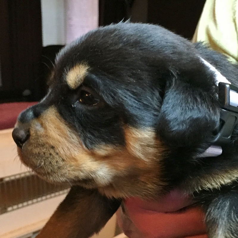 Medium Photo #1 Rottweiler Puppy For Sale in LAKEHEAD, CA, USA