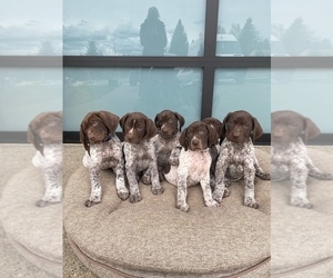 German Shorthaired Pointer Litter for sale in EDGEWOOD, WA, USA