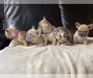 French Bulldog Litter for sale in LONG BEACH, CA, USA