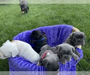 French Bulldog Litter for sale in ELGIN, IL, USA