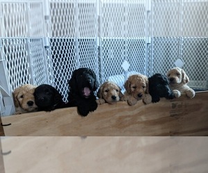 Goldendoodle Litter for sale in EASLEY, SC, USA