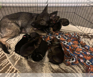 German Shepherd Dog Litter for sale in LEBANON, MO, USA