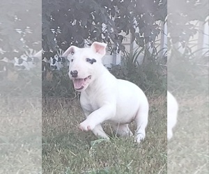 Bull Terrier Litter for sale in ARCADE, GA, USA