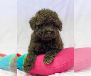 Bichpoo Litter for sale in OLIVE BRANCH, MS, USA