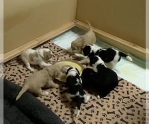 Labradoodle Litter for sale in CASTLE ROCK, CO, USA