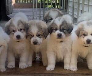 Great Pyrenees Litter for sale in MOUNT AIRY, NC, USA