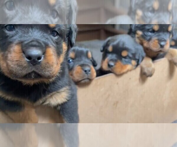 Full screen Photo #1 Rottweiler Puppy For Sale in CONWAY, AR, USA