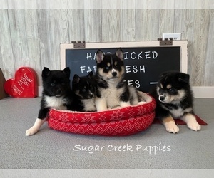 Pomsky Litter for sale in DONNELLSON, IA, USA