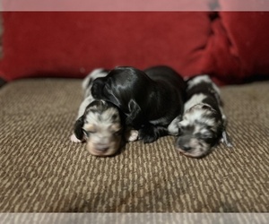 Dachshund Litter for sale in STEPHENVILLE, TX, USA
