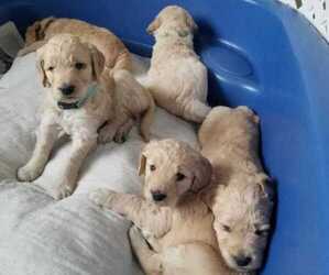 Goldendoodle Litter for sale in HIRAM, OH, USA