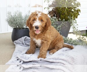 Goldendoodle Litter for sale in SUGARCREEK, OH, USA