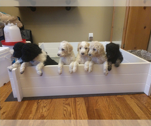 Poodle (Standard) Litter for sale in ALVATON, KY, USA