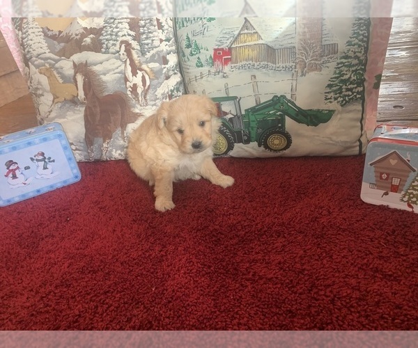 Medium Photo #1 American Eskimo Dog (Toy)-Poodle (Miniature) Mix Puppy For Sale in MC CLURE, PA, USA