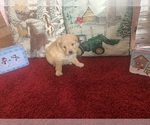 Small Photo #1 American Eskimo Dog (Toy)-Poodle (Miniature) Mix Puppy For Sale in MC CLURE, PA, USA