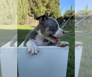 American Bully Litter for sale in NORTH HIGHLANDS, CA, USA