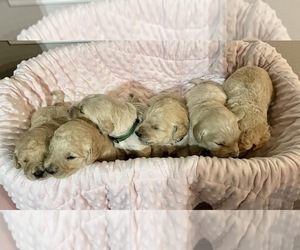 Goldendoodle Litter for sale in WAXAHACHIE, TX, USA