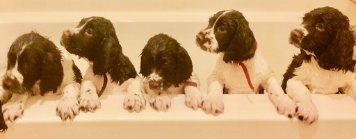Medium Photo #1 English Springer Spaniel Puppy For Sale in SPRINGFIELD, OH, USA