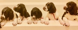 English Springer Spaniel Litter for sale in SPRINGFIELD, OH, USA