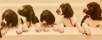 Small Photo #1 English Springer Spaniel Puppy For Sale in SPRINGFIELD, OH, USA