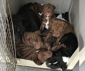 Sharbo Litter for sale in CANTON, OH, USA