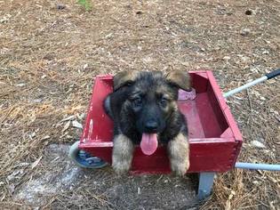 German Shepherd Dog Litter for sale in MURCHISON, TX, USA