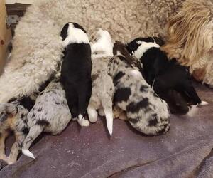 Bordoodle Litter for sale in FREDERICKTOWN, OH, USA